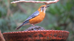 Geokichla citrina cyanota