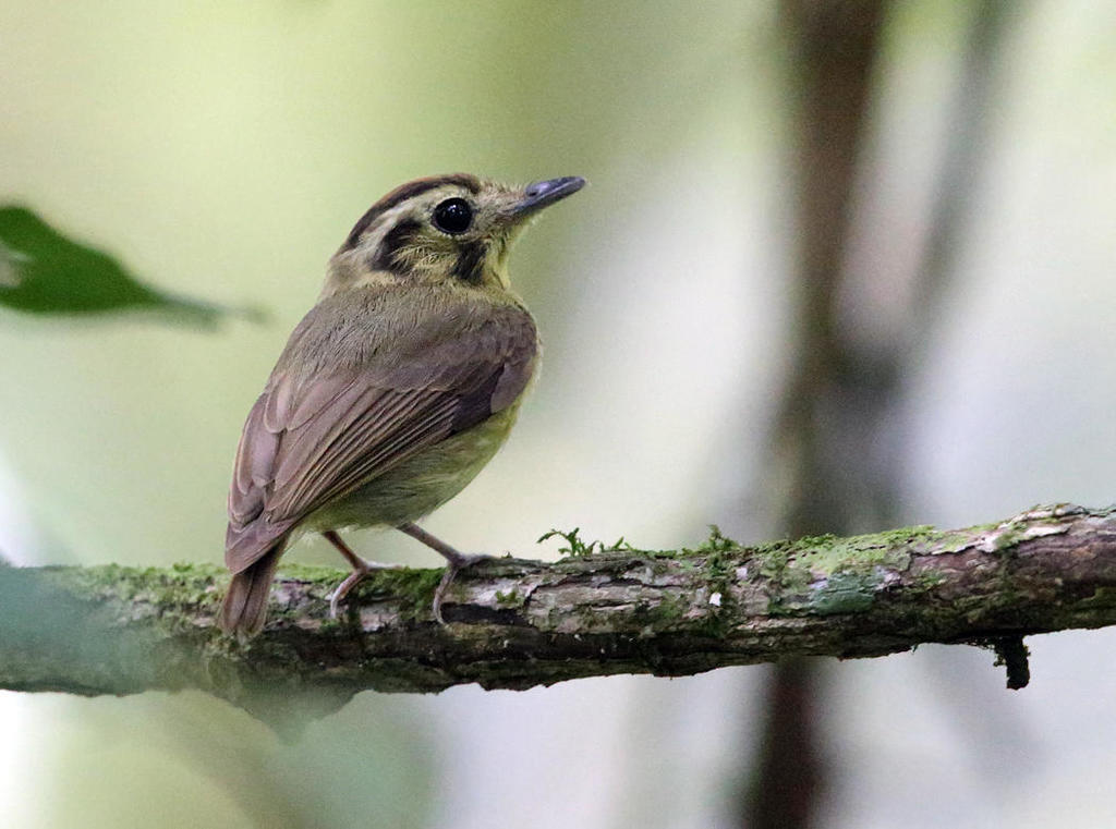 Golden-crowned Spadebill photo