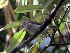 Pachycephala simplex