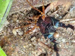 Neogonyleptes docilis