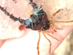 Neogonyleptes docilis