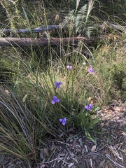Patersonia occidentalis occidentalis