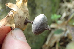Geastrum tenuipes
