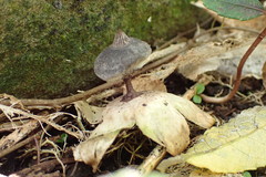 Geastrum tenuipes