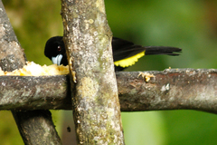 Ramphocelus flammigerus icteronotus