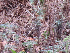 Perdicula erythrorhyncha