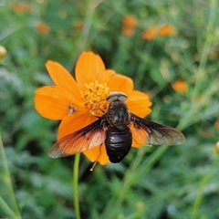 Pangoniinae