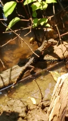 Varanus salvator bivittatus