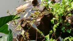 Varanus salvator bivittatus