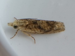 Eucosma ochrocephala