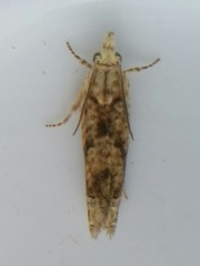 Eucosma ochrocephala