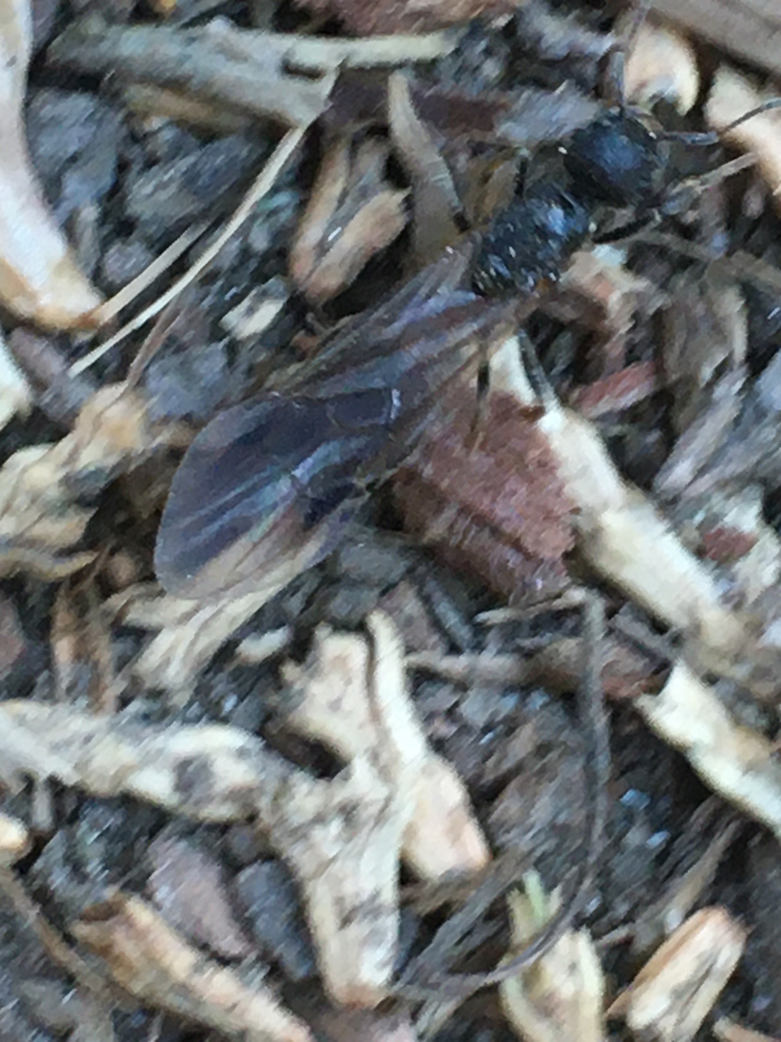 Manica bradleyi