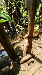 Varanus salvator bivittatus