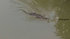 Varanus salvator bivittatus