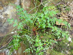 Anisotome lyallii