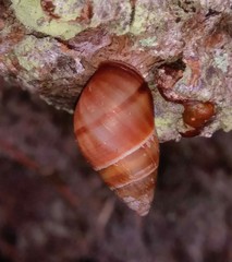 Bulimulus guadalupensis image