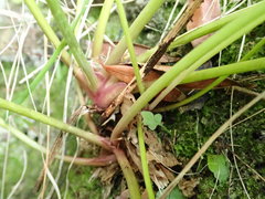 Anisotome lyallii