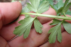 Anisotome lyallii