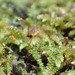Lembophyllum divulsum - Photo (c) Dave Holland, algunos derechos reservados (CC BY-NC), subido por Dave Holland
