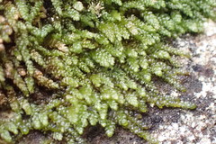 Lembophyllum divulsum