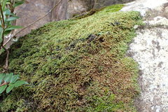 Lembophyllum divulsum