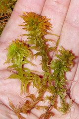 Sphagnum pulchrum