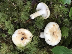 Russula crassotunicata