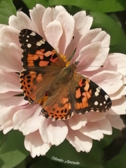 Vanessa cardui