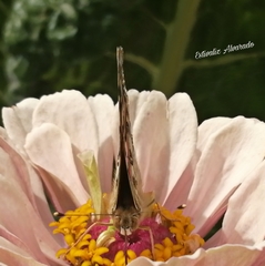 Vanessa cardui