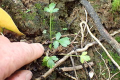 Anisotome lyallii