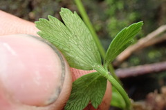 Anisotome lyallii