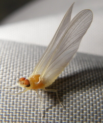 Ephemerella dorothea