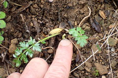 Anisotome lyallii