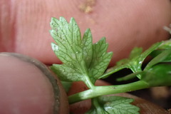 Anisotome lyallii