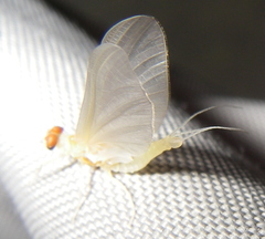 Ephemerella dorothea