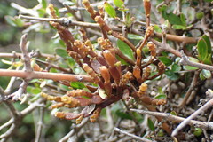 Korthalsella clavata