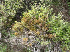 Korthalsella clavata