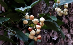 Psychotria dallachiana