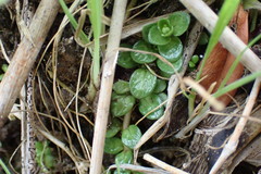 Epilobium komarovianum