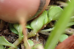 Epilobium komarovianum