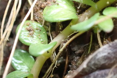 Epilobium komarovianum