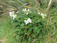 Anisotome lyallii