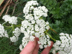 Anisotome lyallii