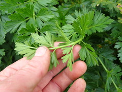 Anisotome lyallii
