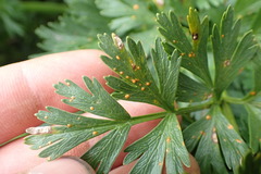 Puccinia kopoti