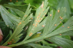 Puccinia kopoti