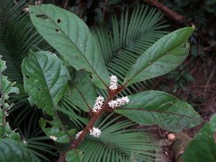 Symplocos paucistaminea