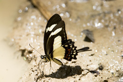 Heraclides torquatus