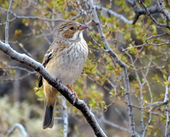 Rhopospina fruticeti