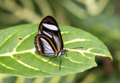 Vila azeca